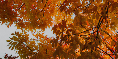 Eventi a Manziana - ottobre 2025