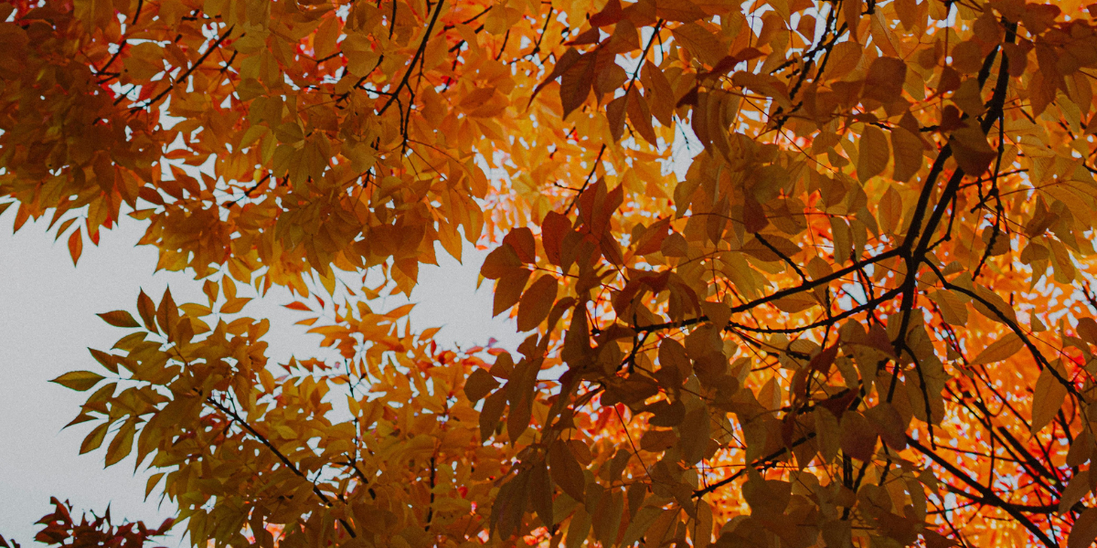 Eventi a Manziana - ottobre 2025